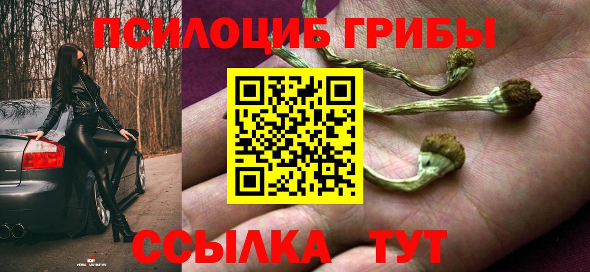 Галлюциногенные грибы Psilocybe Сегежа